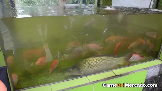 Превью Латинка в салатовой майке насладилась толстой елдой негра на свидании № 2654